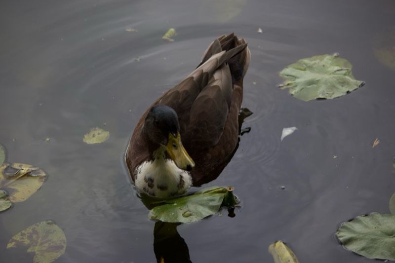 Duck Feeding Among Lily Pads
