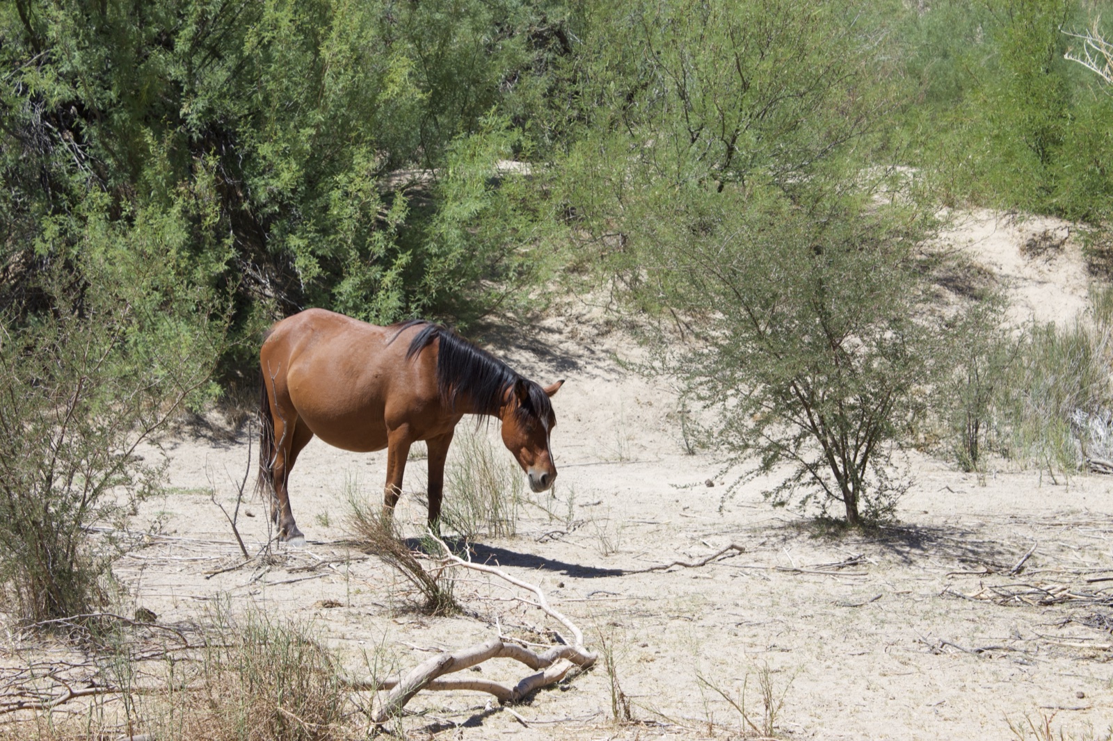 Wild Brown Horse in Desert Scrub