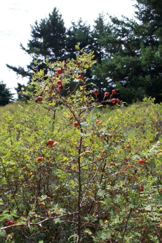 Wild Rose Hips in Autumn Brush