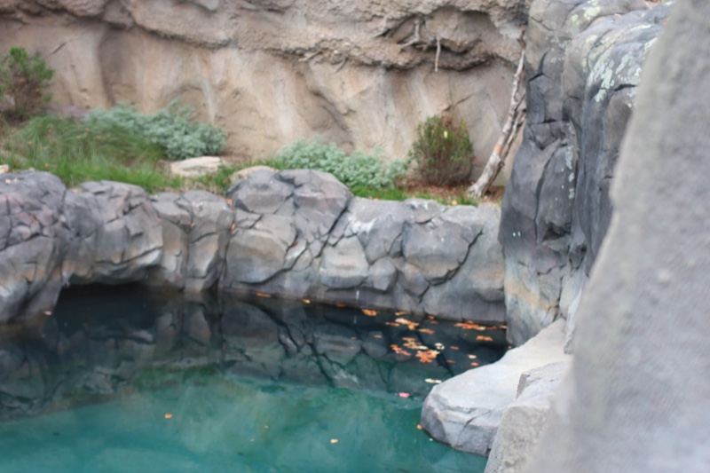 Artificial rock pool enclosure