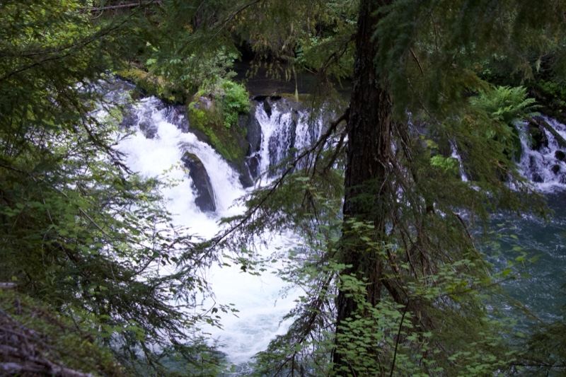 Forest Waterfall Cascading Through Trees
