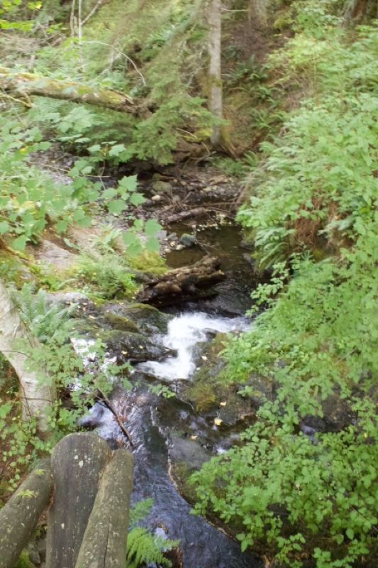 Forest Stream Flowing Through Lush Greenery