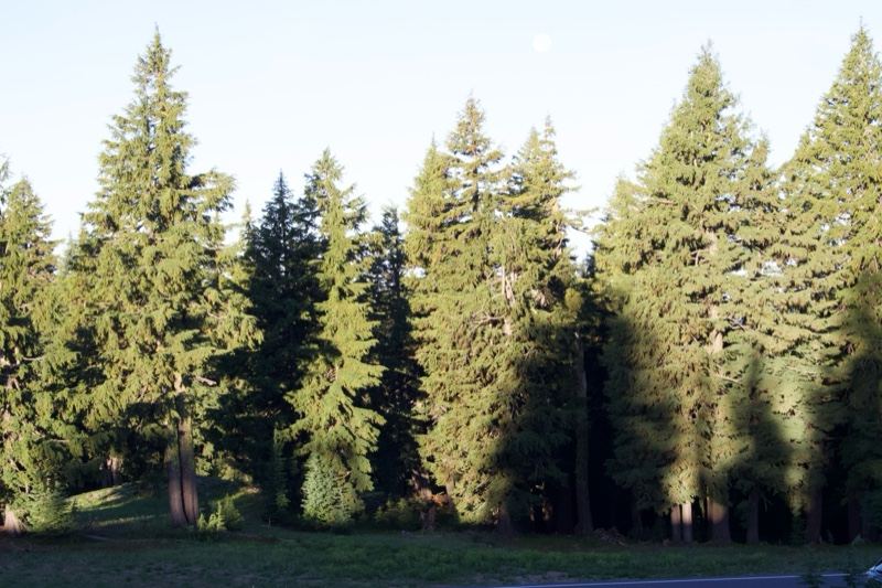 Tall Evergreen Forest Edge