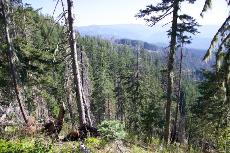 Mountain Forest Valley View