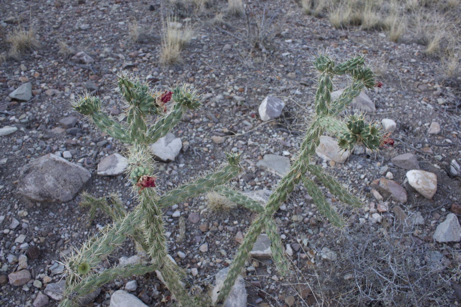 Desert Cholla Cactus With Red Buds