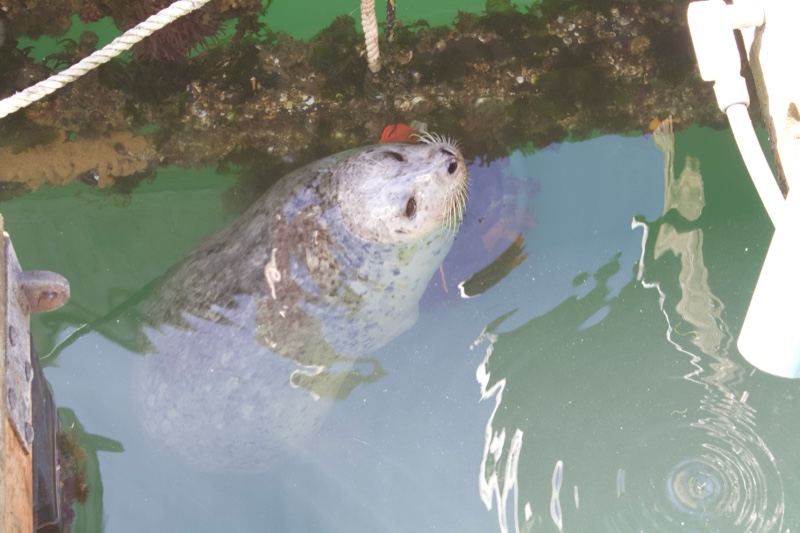 Harbor Seal Near Dock