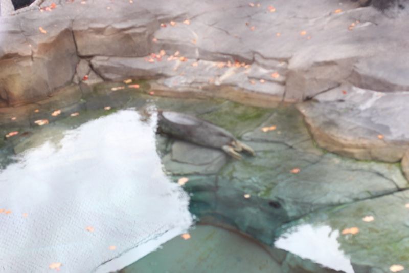 Seal resting in rocky pool