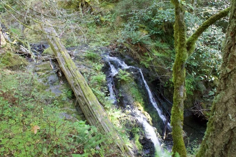 Forest Waterfall Cascading Down Rocks
