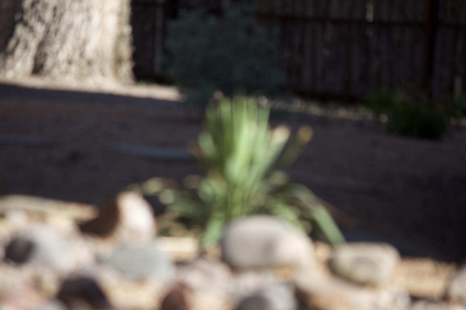 Blurred Desert Garden Plant