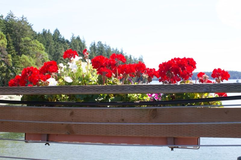 Red Geraniums Overlooking Water