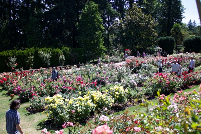 Rose Garden Visitors in Sunlit Park
