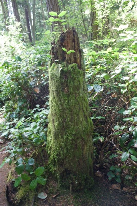 Moss Covered Tree Stump in Forest