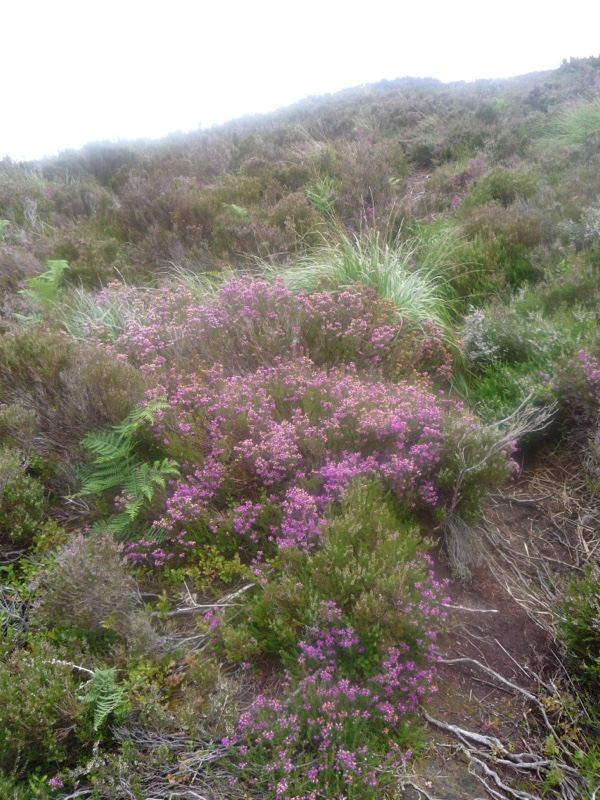 Purple Heather on Moorland Hillside