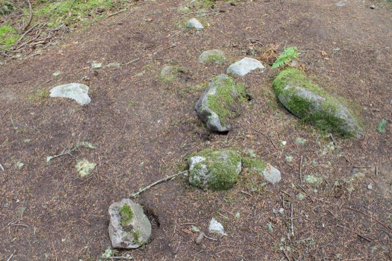Mossy Rocks on Forest Floor