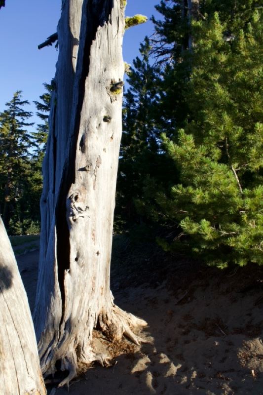 Weathered Snag in Sunlit Forest