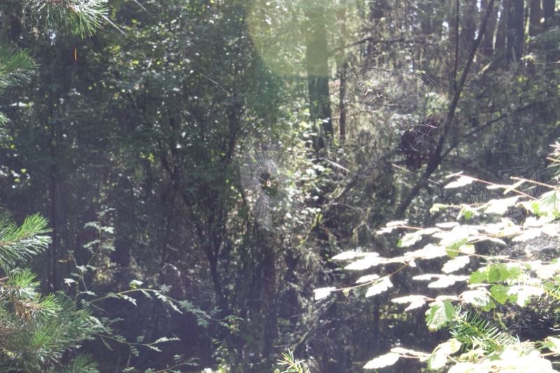 Dense Forest Interior With Dappled Sunlight