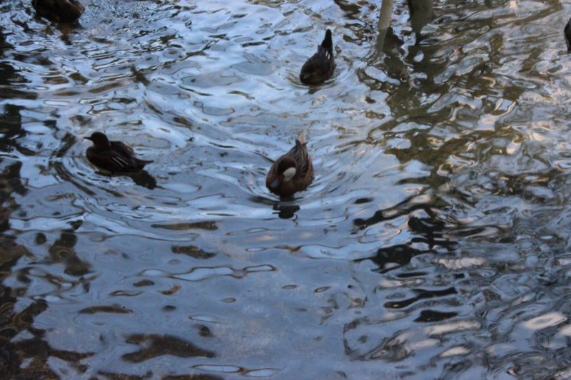 Ducks Swimming on Rippled Pond Water
