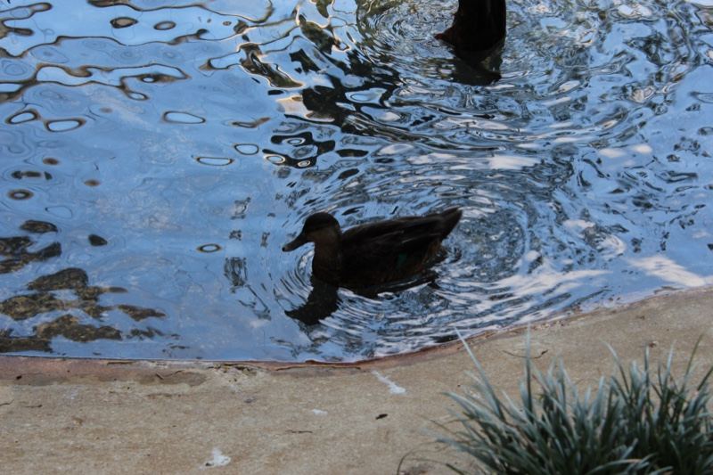 Duck Swimming in Pond with Ripples