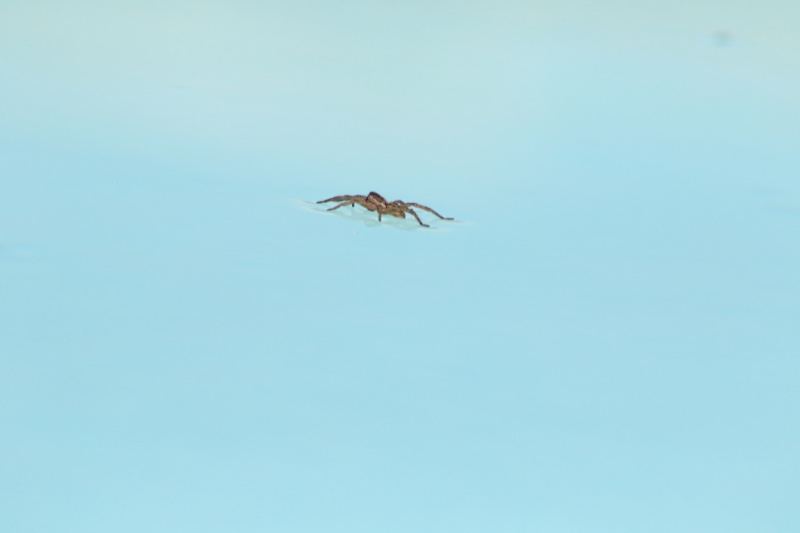 Bird Flying Against Pale Blue Sky