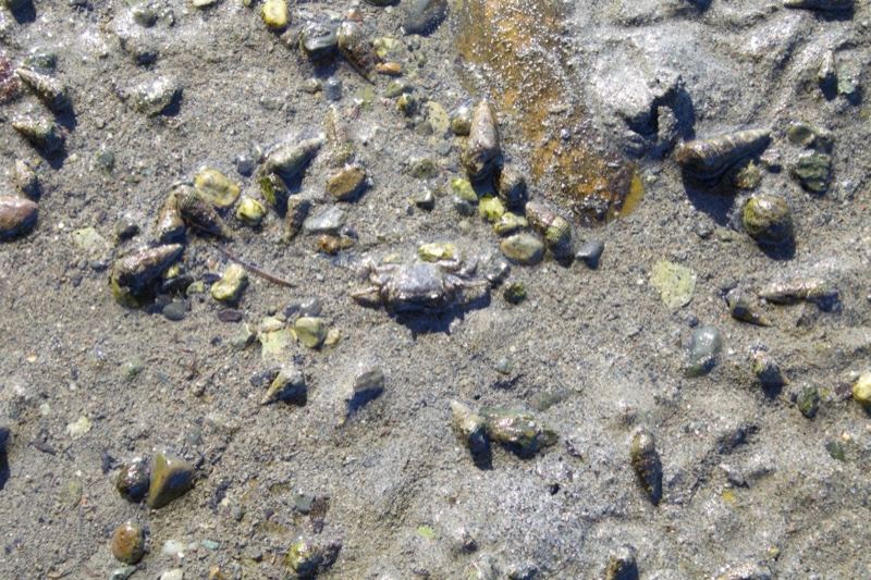 Mudflat with small shells