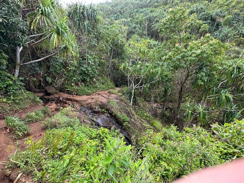 Lush Tropical Forest Trail Waterfall