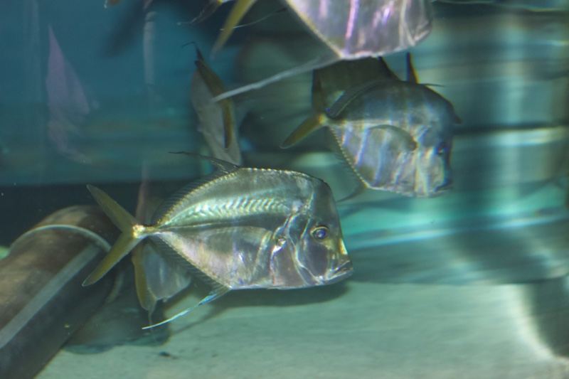 Silver Pompano in Aquarium Tank