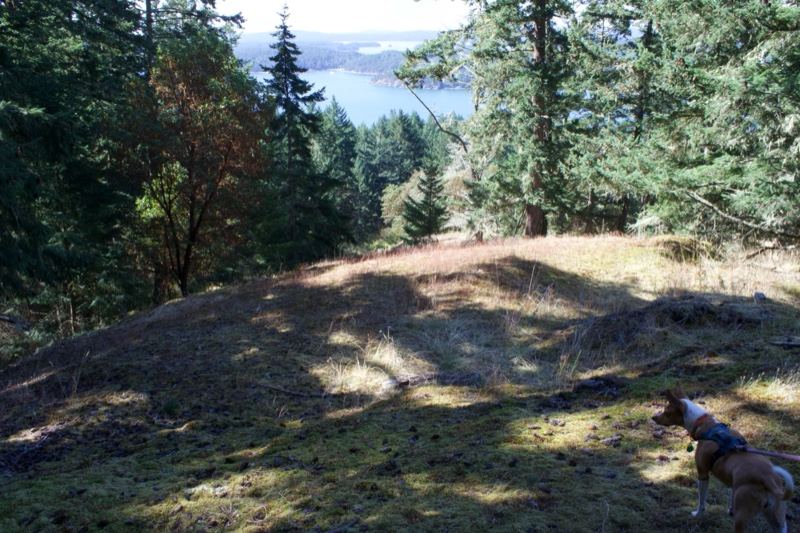 Dog on Sunlit Forest Hillside Overlook