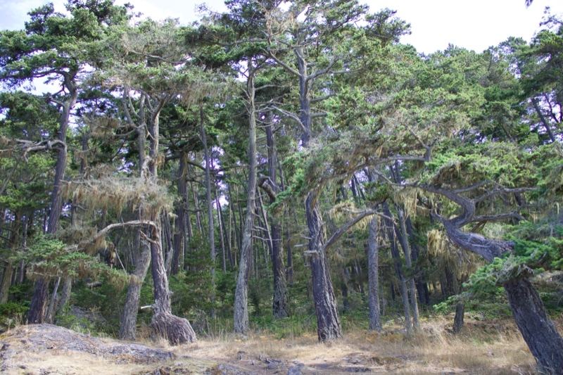 Coastal Conifer Forest Under Overcast Sky