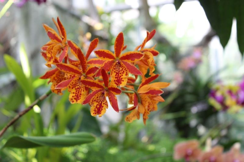 Orange Striped Orchid Close Up