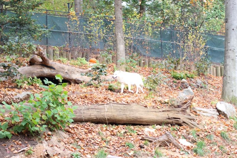White Goat in Wooded Enclosure