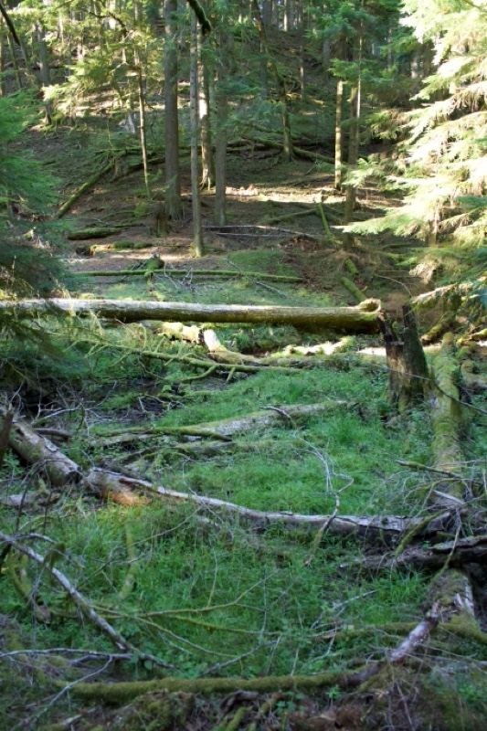 Sunlit Forest Floor With Fallen Logs