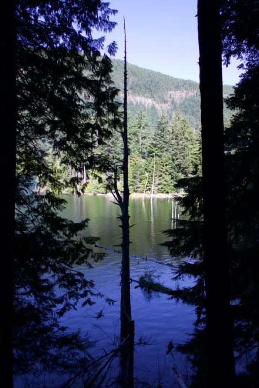Mountain Lake Through Forest Trees