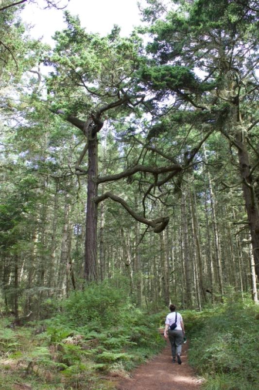 Hiker on Forest Trail Under Tall Trees