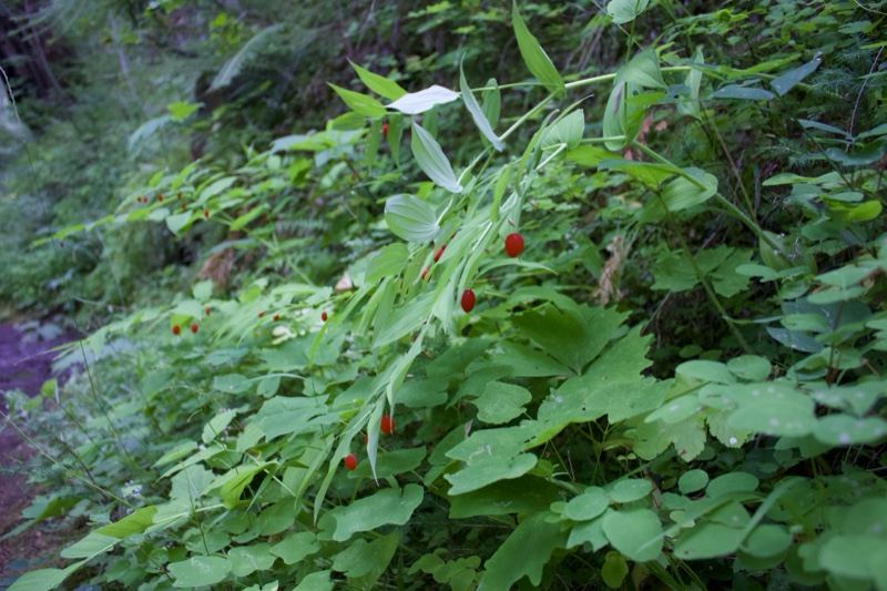 Red berries on forest understory plant