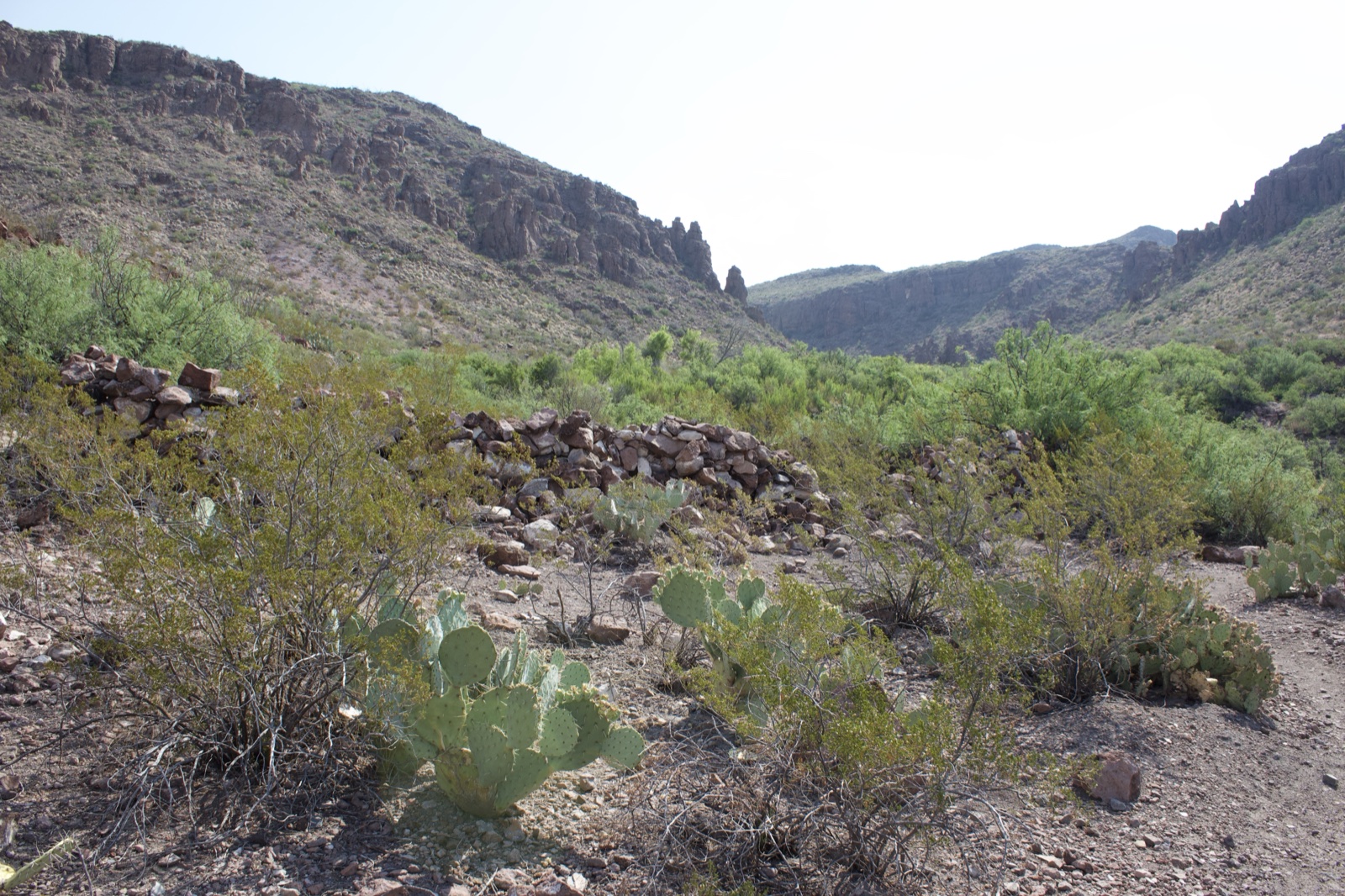 Desert Canyon with Prickly Pear Cactus