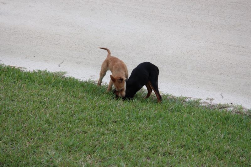 Two Puppies Sniffing Grass