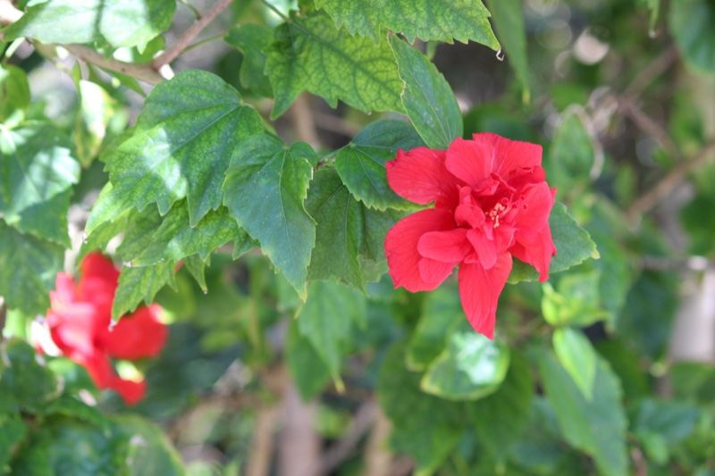 Red Hibiscus Flower Among Green Leaves