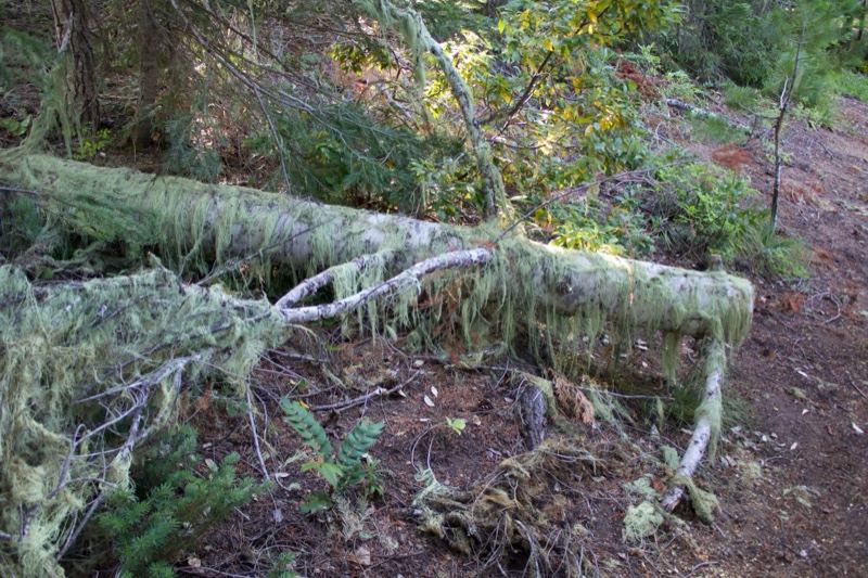 Moss-Covered Fallen Log in Forest