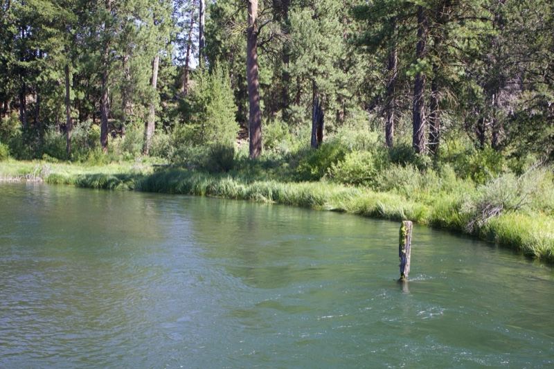 River Through Pine Forest