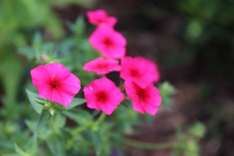 Pink Petunia Blossoms Close Up