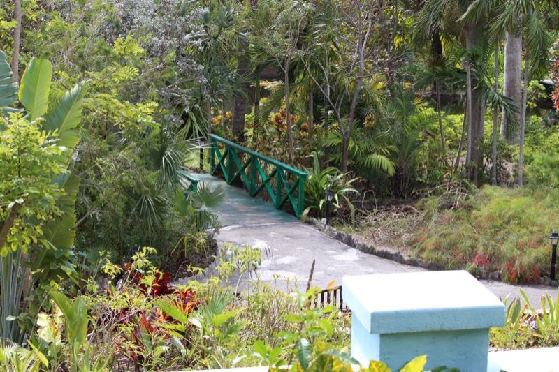 Tropical Garden Bridge Pathway