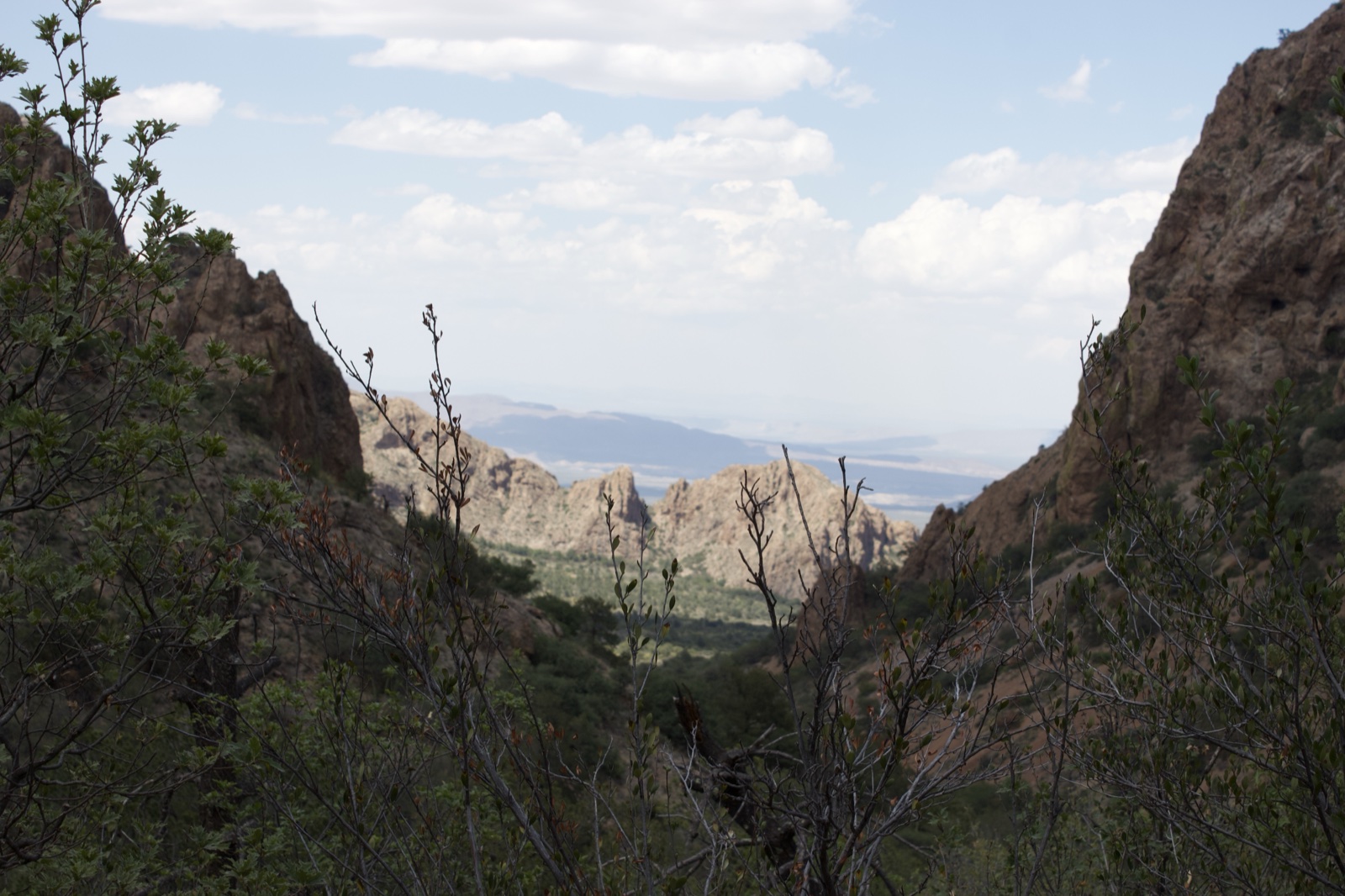 Rocky Canyon View Through Foliage