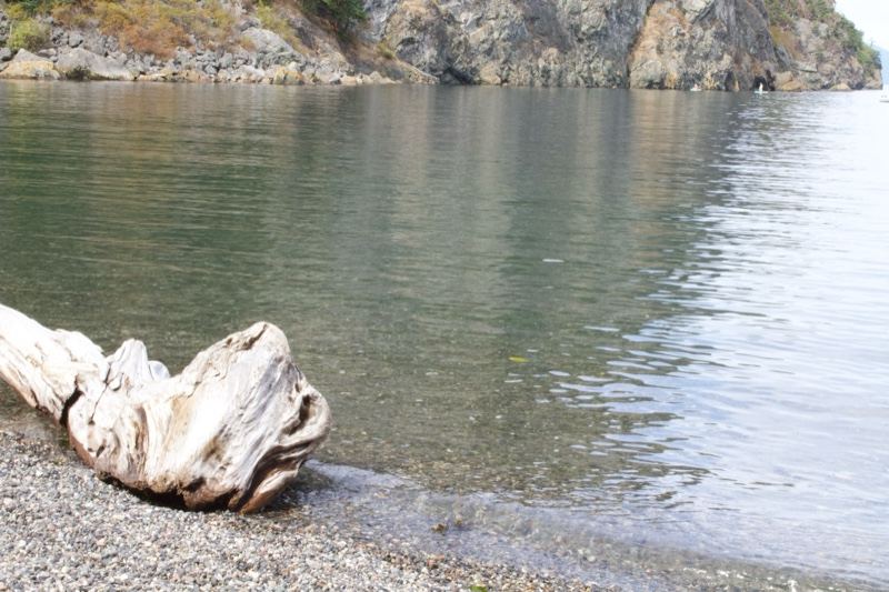 Driftwood on Pebble Shoreline