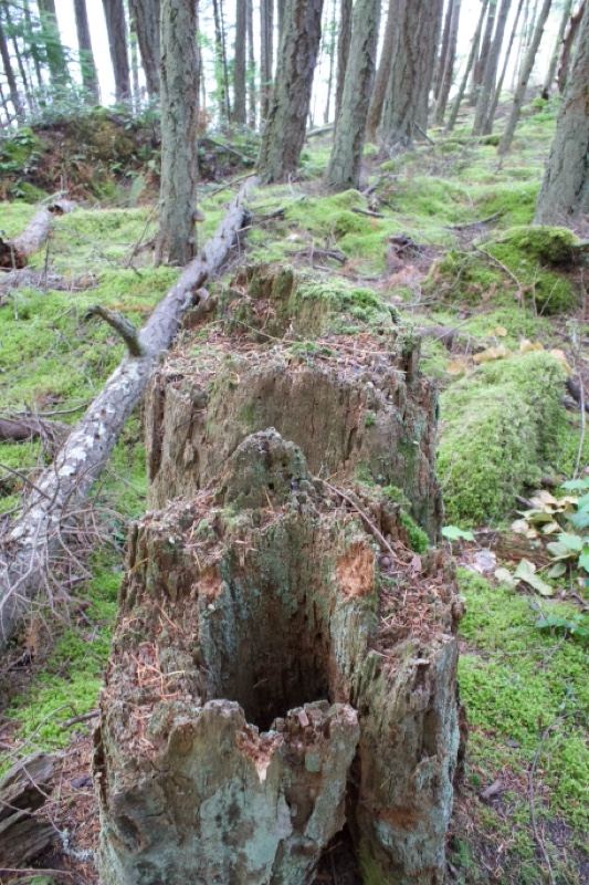Hollow Mossy Tree Stump in Forest