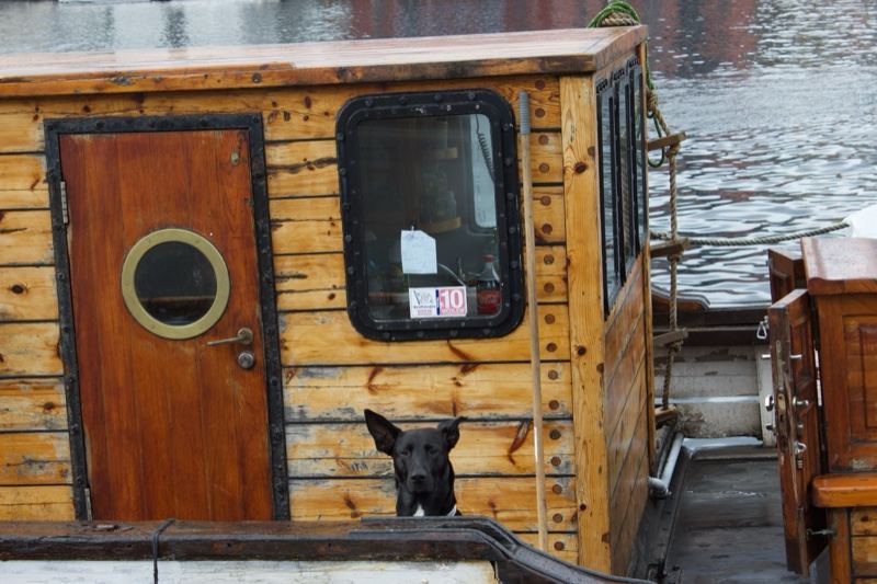 Black Dog Peeking From Wooden Boat Cabin