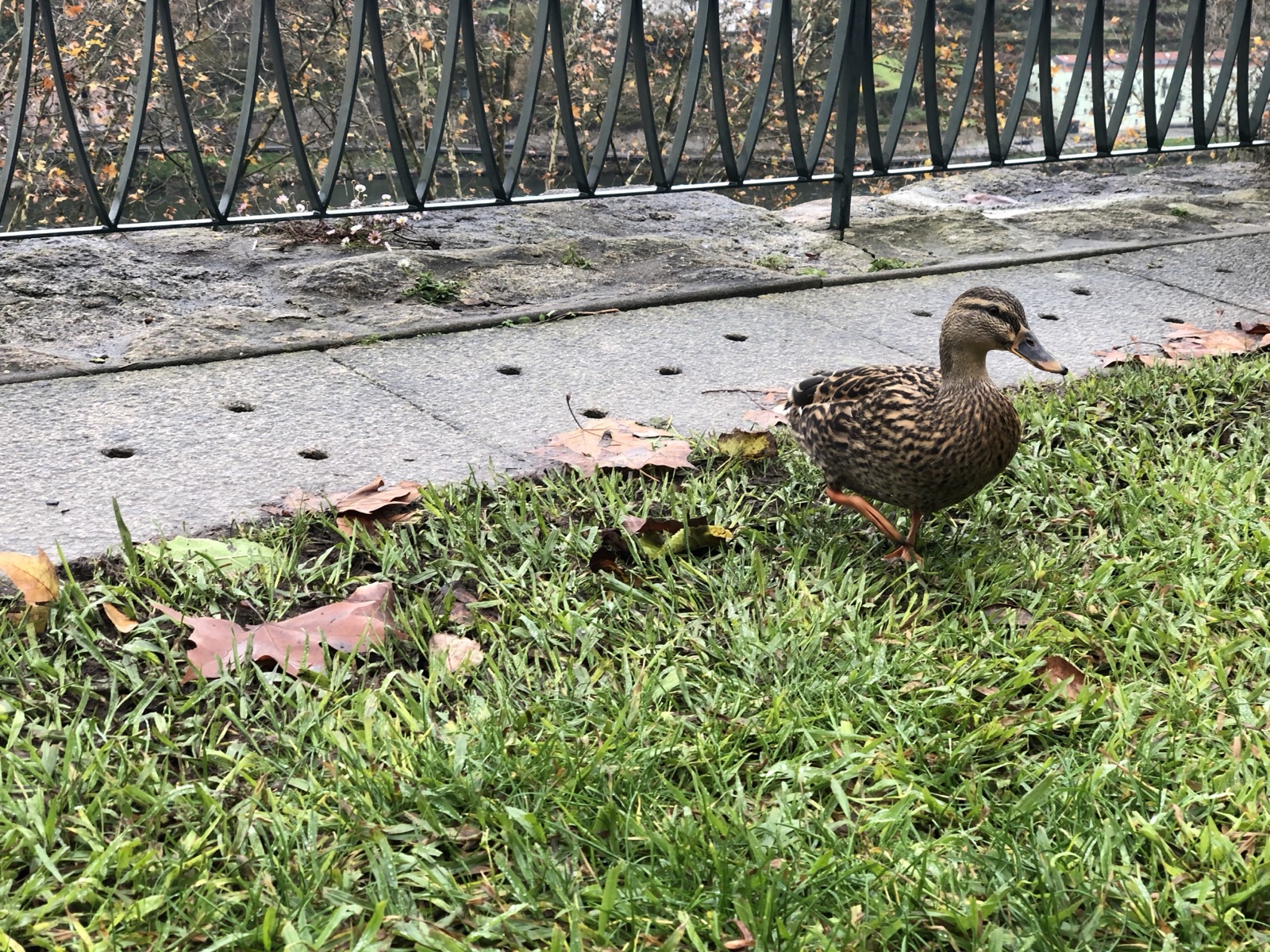 Mallard Duck on Grass Near Pavement