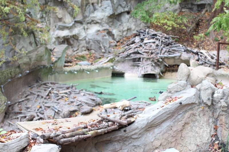 Zoo enclosure pool with logs
