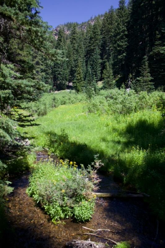 Mountain Stream Through Green Meadow Forest