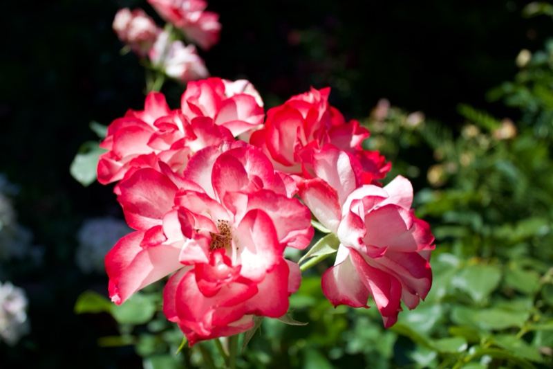 Bicolor Pink White Roses Bloom