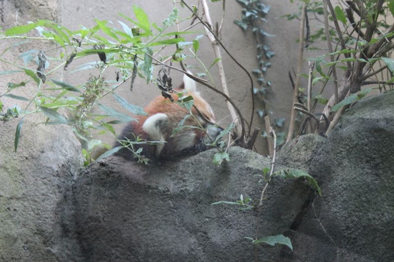 Red panda resting on rock
